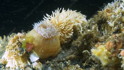 Aeolidia Papillosa Nudibranch Eating Sea Anemone Stock Video Clip