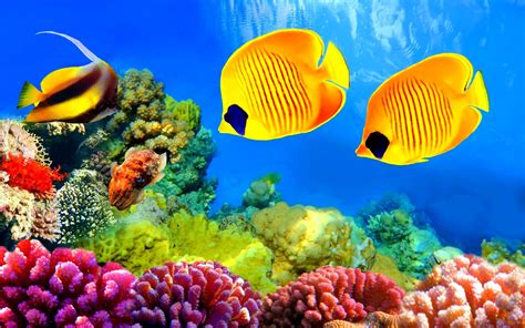 Underwater Pictures Of Fish Free Images Water Underwater Animals