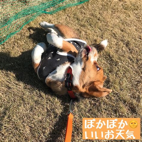 学園コメディ, コメディ, 学園, 幼馴染・同級生, 天使・悪魔, other names: ビーグル オフ会 - ビーグル犬エイトのお散歩日記
