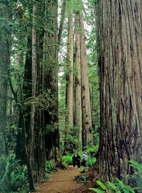 Ancient Coast Redwoods Sequoia Sempervirens Tower Above Hikrs On The