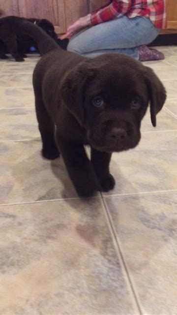 Country labs, where labrador puppies are raised with love, dedication, and devotion; 6-Week-Old English Chocolate Lab Pup : labrador