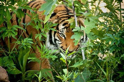 Image result for tiger lurking | Malayan tiger, Tiger conservation ...