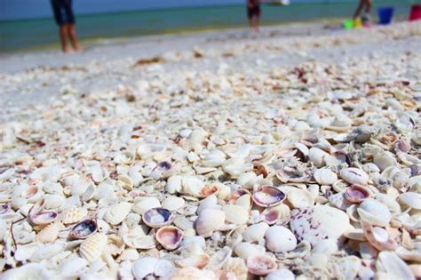 40 Photos Of Sanibel Island Florida Thousands Of Exotic Shells Line