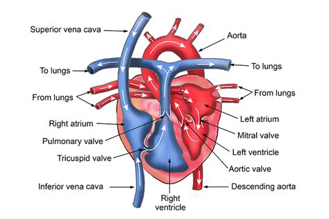 Labeled simple heart diagram simple heart diagram heart is one of body organs that is very essential for humans life. Revision notes of heart structure and labelled diagram