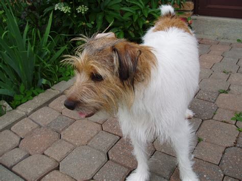 jack russell terrier rough facts pictures price  training dog breeds