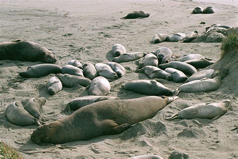 Elephant Seals, Big Sur California