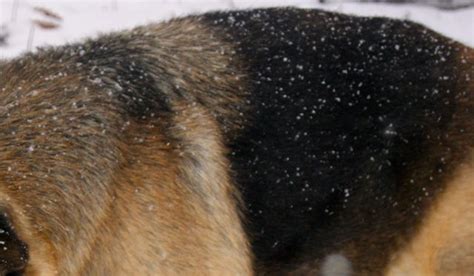 Dog Dandruff This Is How To Fix It In 15 Minutes Dog Dandruff Dog