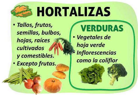 Características Y Propiedades De Las Verduras Y Hortalizas Botanical