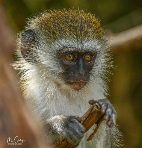 Just Monkeying Around By Mcampi VIEWBUG Com