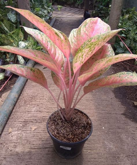 Jual Tanaman Aglaonema Pink Lady - BibitBunga.com