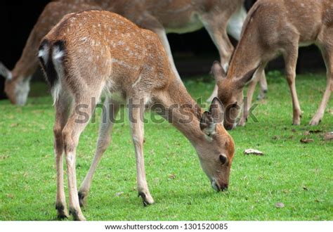 Baby Sika Deer Group Stock Photo 1301520085 Shutterstock