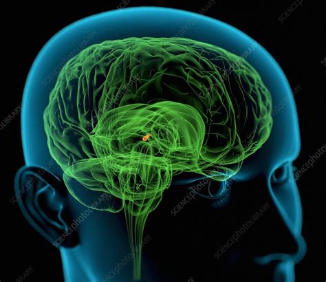 Pineal Gland In The Brain Artwork Stock Image C003 6834 Science Photo Library