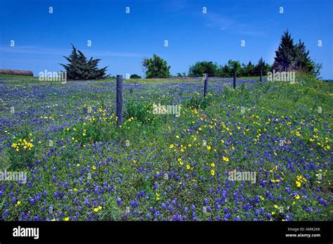 Spring Wildflowers Of Texas Bluebonnets Near Brenham Texas Usa Stock