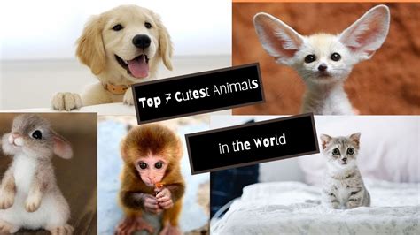 Top 7 Cutest Animals In The World Top 7 Globo7 Youtube