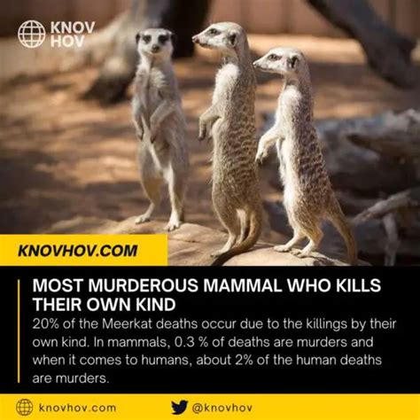 meerkats most murderous mammal who kills their own kind