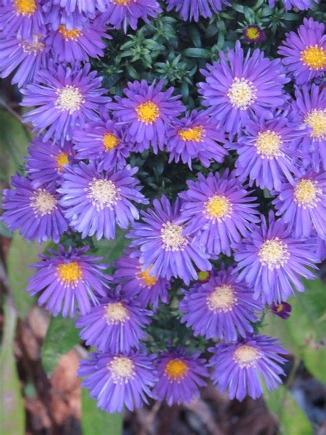 Purple Daisy Lyrath Purple Daisy Happy Flowers Types Of Flowers