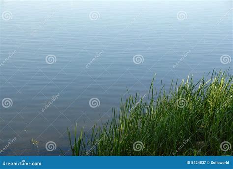 Grass By The River Stock Image Image Of Meadow Environment 5424837