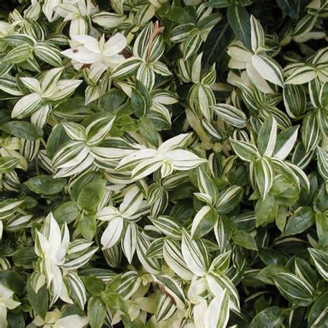 Fehér-virágú pletyka (Tradescantia albiflora) | Szobanövények | fitoland.hu