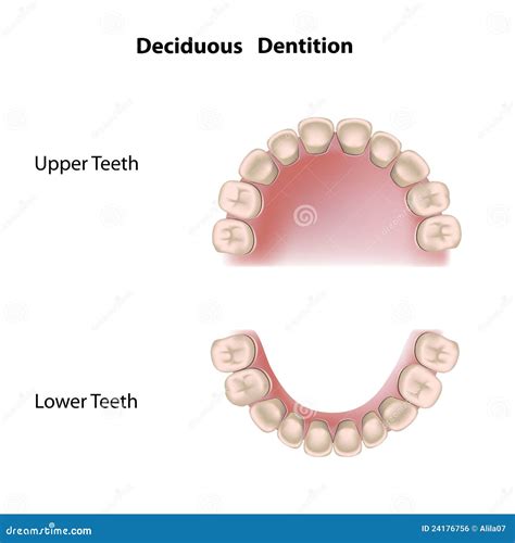 Deciduous Dentition Royalty Free Stock Image Image 24176756