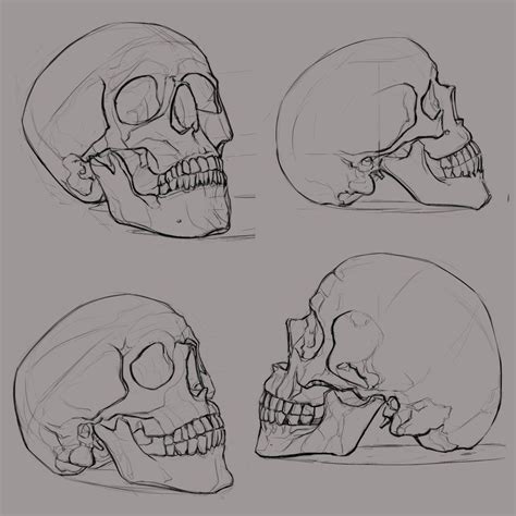 Skull Sketches By Ksenolog Deviantart Calaveras Para Dibujar