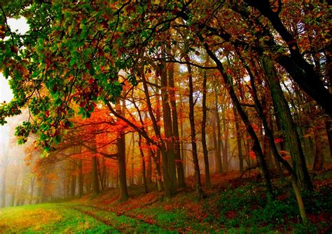 Misty Autumn Forest Hd Wallpaper Background Image 2048x1445