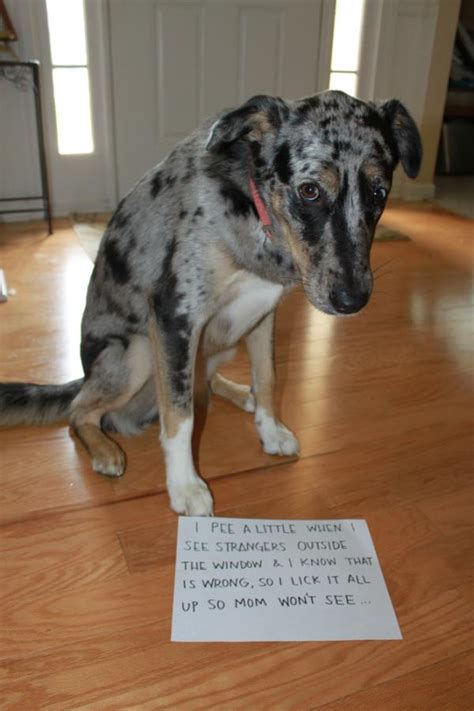 Cute Dog Pics Dog Shaming Michael Bradley Time Traveler