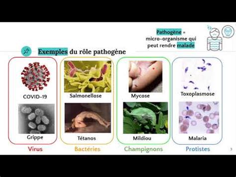Les micro organismes pathogènes YouTube