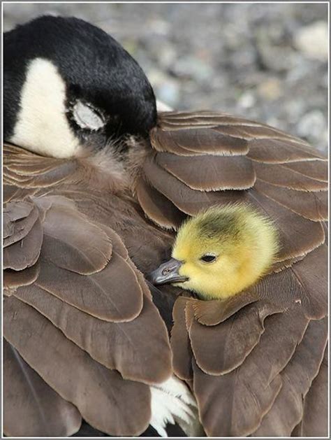 160 Best Canadian Geese Images On Pinterest Ducks Res Life And