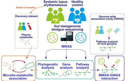 Systemic Lupus Erythematosus Linked To Altered Gut Microbiome Patient