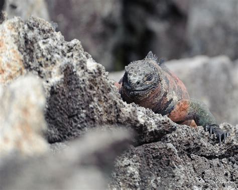 Galapagos Islands Impressions · Robert Reiser Photography