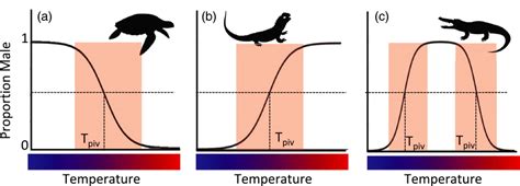 the three patterns of temperature‐dependent sex determination a type download scientific