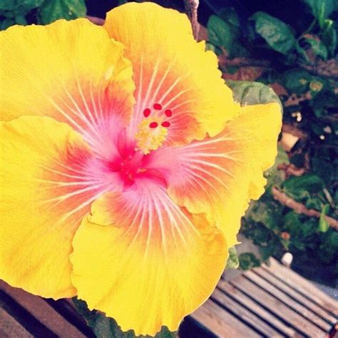 Pin On Hawaiian Lei And Flowers