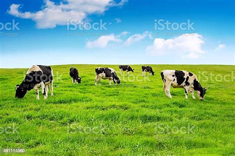 Cows On A Green Field Stock Photo Download Image Now Cow