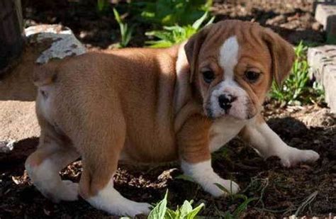 Cute Beabull English Bulldog Beagle Mix L2sanpiero