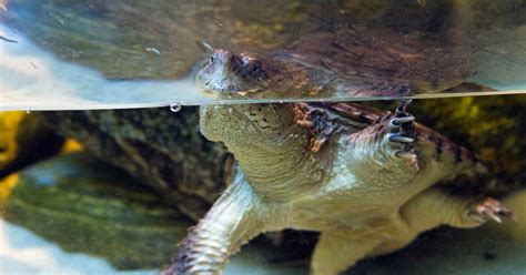 How To Set Up A Semi Aquatic Turtle Tank All Turtles