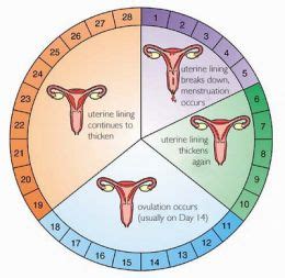 Learn everything about the menstrual cycle with flo: Menstrual Cycle Calculator