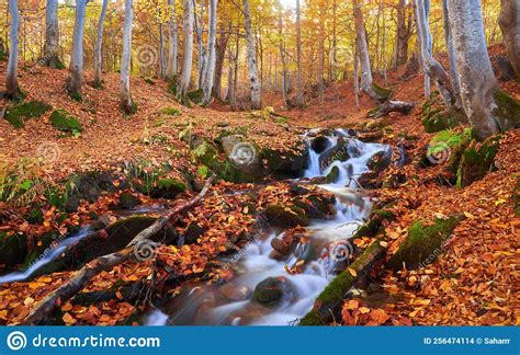 Autumn Leaves Along A Forest Stream Forest Stream In Autumn Stock