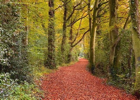 2021 Teagasc Forest Photo Competition Our Forests In Autumn