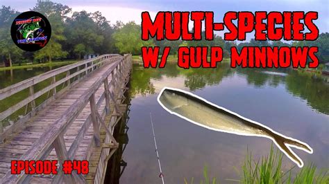 Multiple Panfish Species W 1 Inch Berkley Gulp Minnows Youtube
