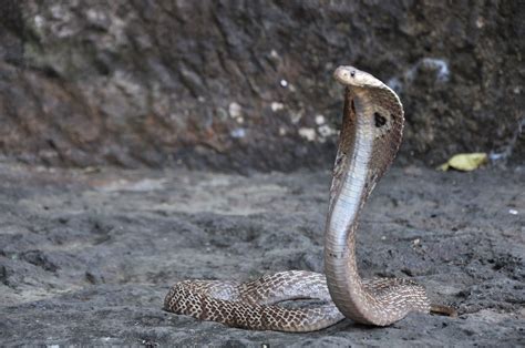 Indian Cobra About Cobra In India The Indian Cobra Is Know Flickr