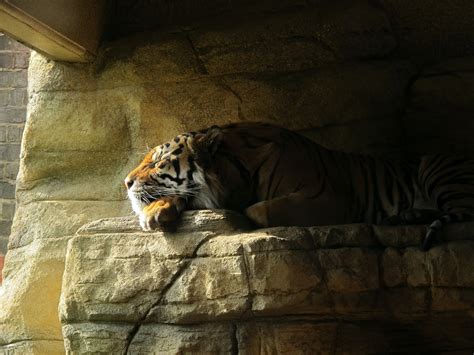 Teslas Hub 14 Tiger Reserves Get Conservation Assured Tiger Standards