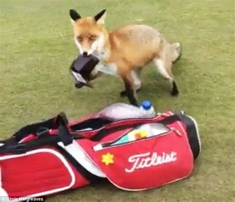 hilarious moment cheeky fox steals golfer s wallet from bag and then runs off with it daily