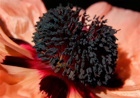 Oriental Poppy Macro Photograph By Chris Berry Fine Art America