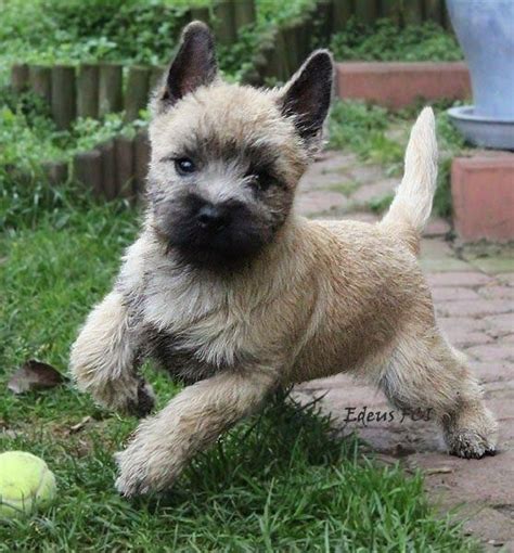 Cairn Terrier Puppies For Sale St Louis Mo 150755