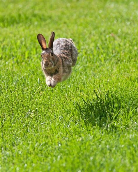How Fast Can A Rabbit Run The Bunny Hub