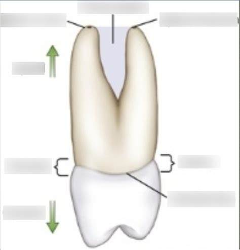 Directions Of The Tooth Diagram Quizlet