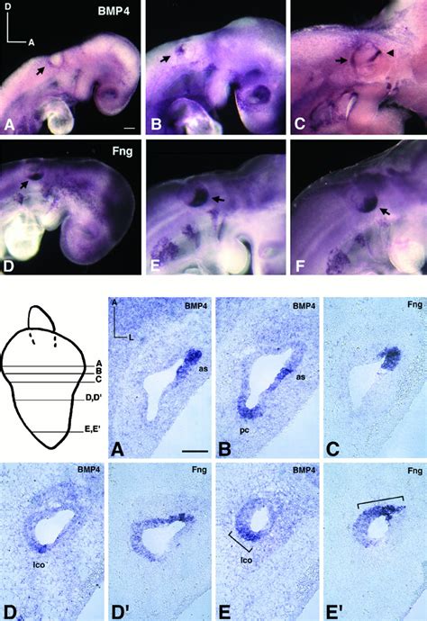 Development Of The Mouse Inner Ear And Origin Of Its Sensory Organs