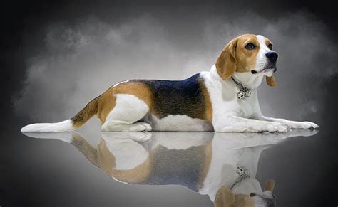 Beagle Names 170 Cute And Unique Names For Your Beagle