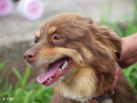 Mini Australian Shepherd Brown