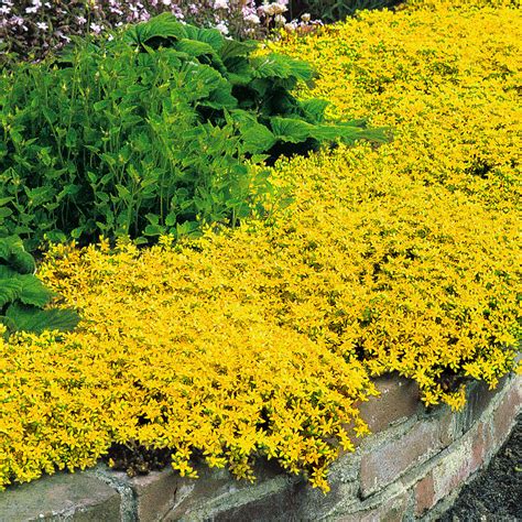 48 Flowering Ground Cover Plants Of Different Colors